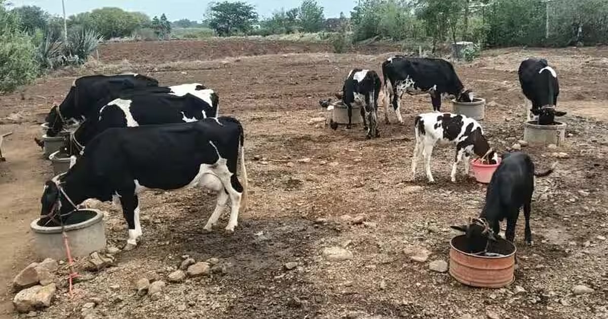 மகாராஷ்டிரா வறட்சி: 13000 பேர் தற்கொலை? தாலியை அடகு வைத்து கால்நடை தீவனம் வாங்கும் விவசாயிகள் | Farmers in Maharashtra, hit by drought, are forced to pawn their wives mangalsutra to buy fodder